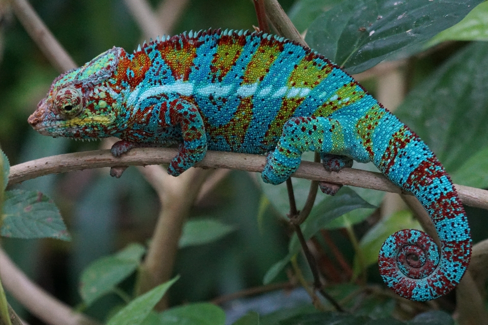 野生動物 密林 爬虫類 fauna