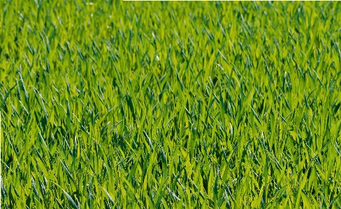 Nature forest grass snow Photo