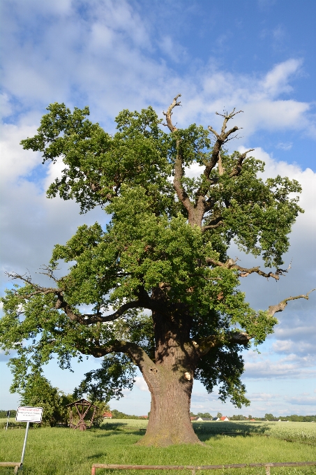 árbol naturaleza planta madera