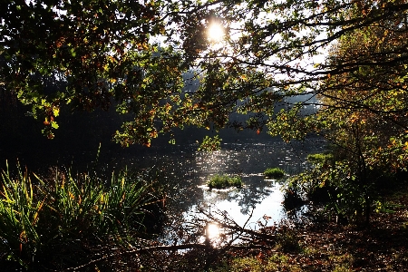 Landscape tree water nature Photo