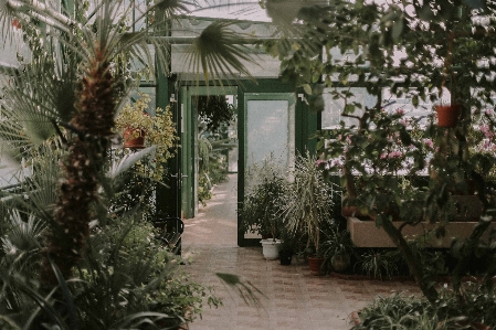 植物 花 家 裏庭
 写真