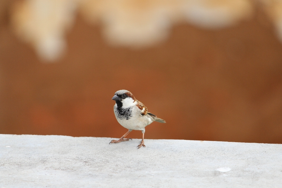 自然 鳥 羽 動物