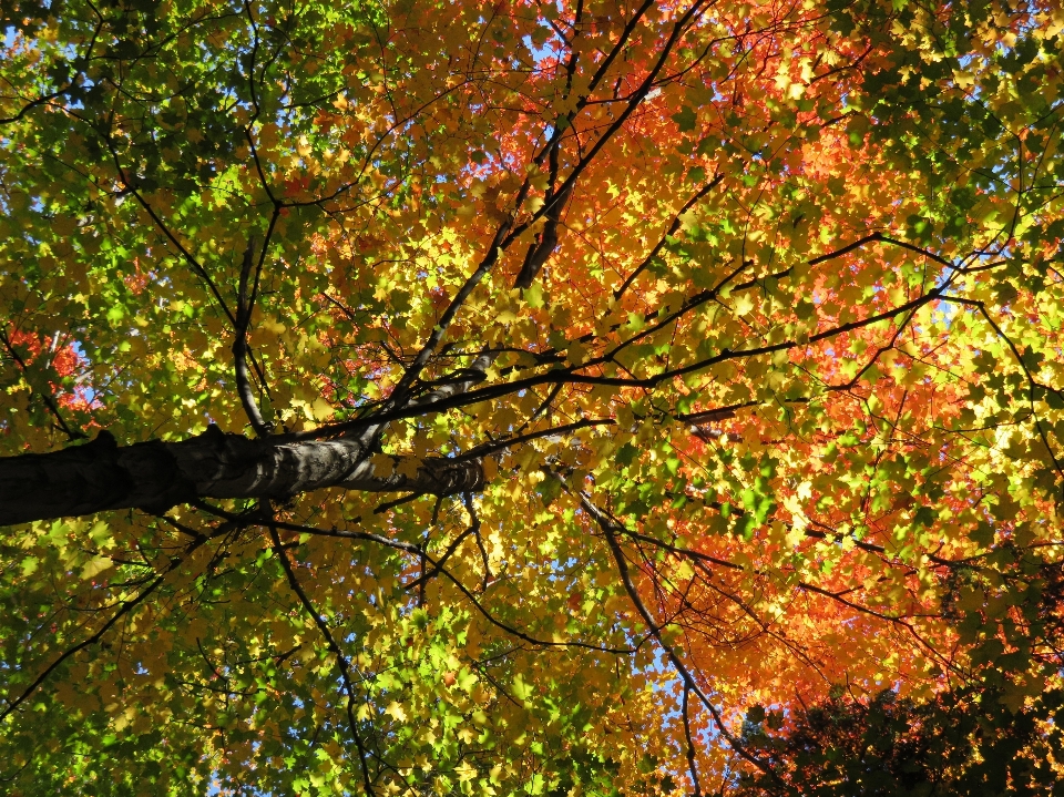 Albero foresta ramo pianta