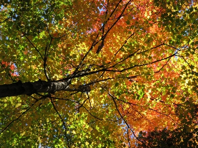 Tree forest branch plant Photo