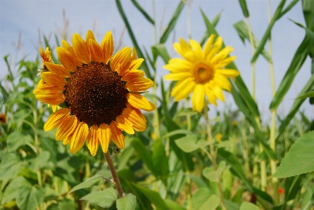 Nature outdoor blossom growth Photo