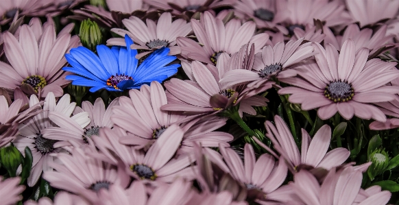 Blossom plant flower purple Photo