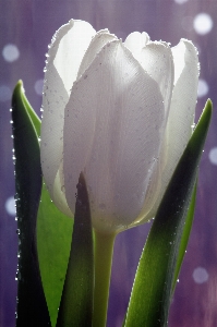 Nature blossom plant white Photo