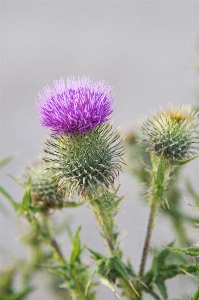 Plant flower purple natural Photo