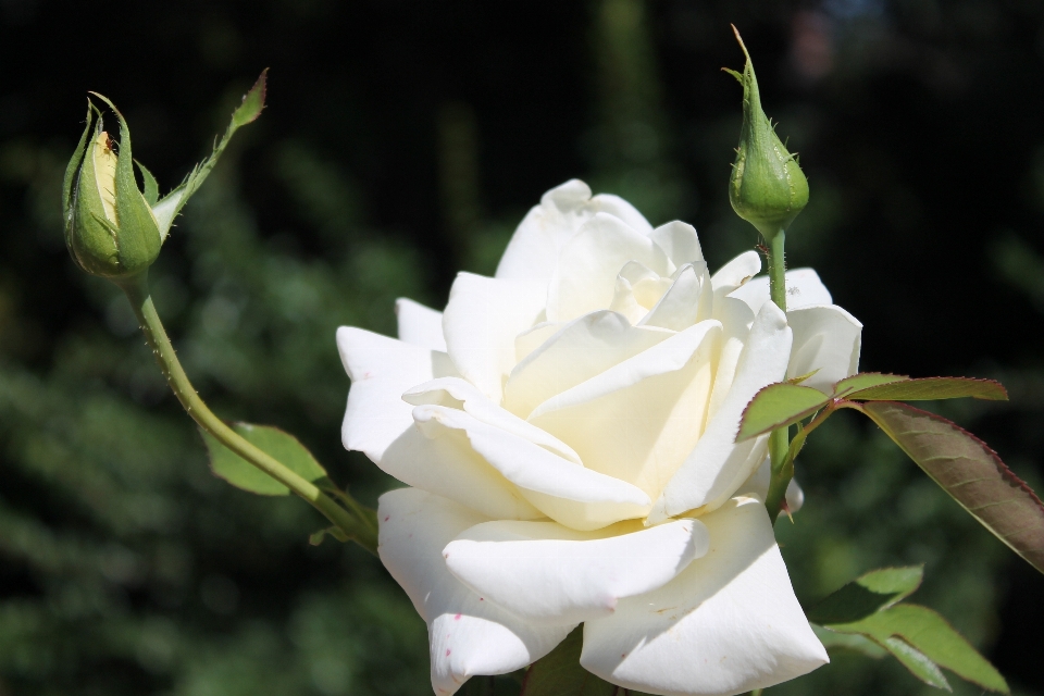 Fleurir usine fleur pétale