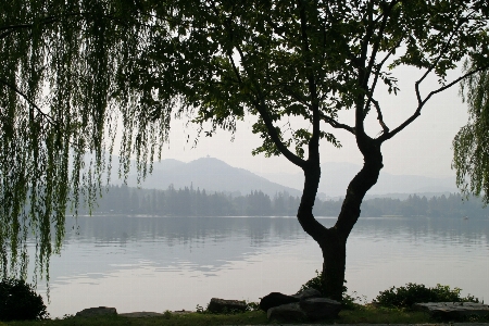 Landschaft baum wasser natur Foto