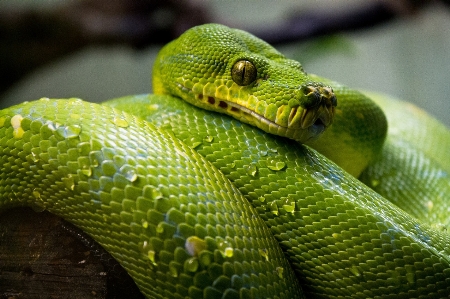 Natur tierwelt porträt grün Foto