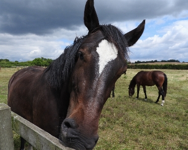 Nature fence animal portrait Photo