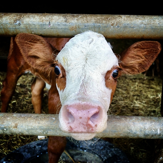 Bianco azienda agricola fienile guardare