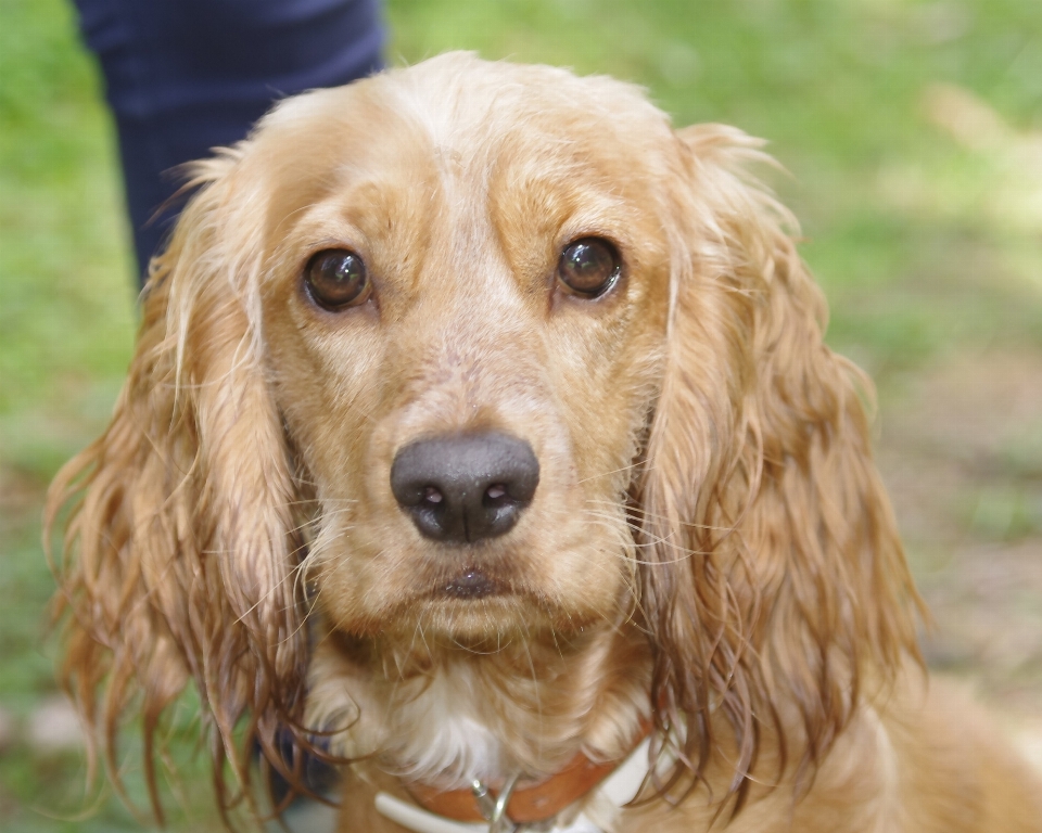 Hund niedlich eckzahn
 suchen