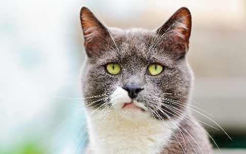 白 甘い 動物 かわいい 写真