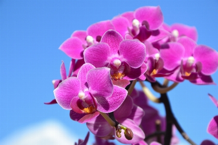 Blossom plant flower petal Photo