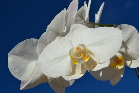 Blossom plant white flower Photo