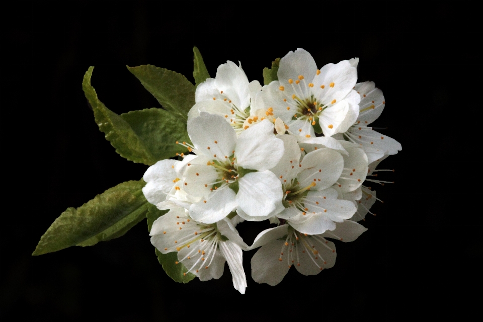 Albero natura ramo fiore