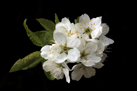 Tree nature branch blossom Photo