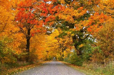 Landscape tree nature plant Photo