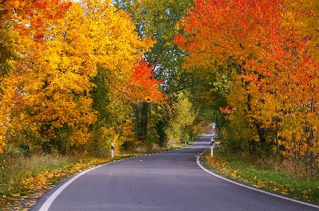 Landscape tree nature plant Photo