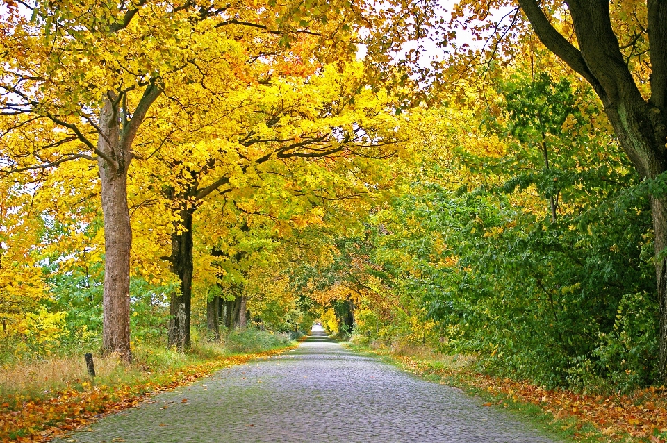 Landscape tree nature forest