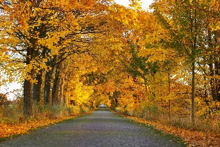 Landscape tree nature forest Photo