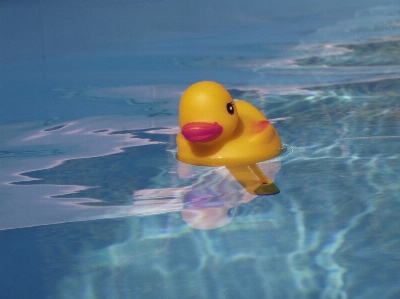 Foto Agua pájaro verano piscina