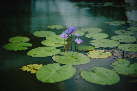 Foto Agua naturaleza planta hoja