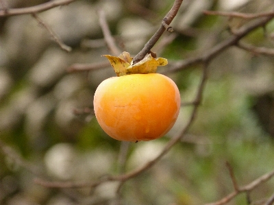 Foto Albero ramo pianta frutta