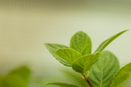 Natur zweig anlage blatt Foto