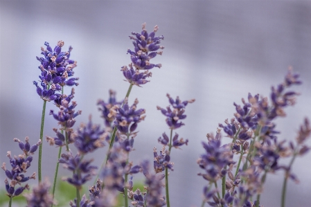 Nature blossom plant flower Photo