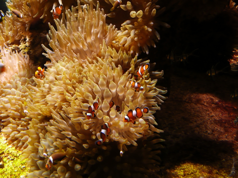 海 花 水下 生物学