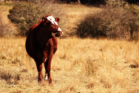 Photo Champ cultiver prairie
 animal