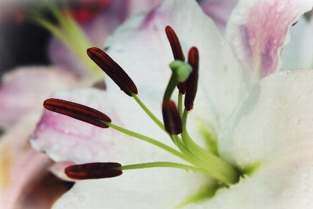 Hand water nature blossom Photo