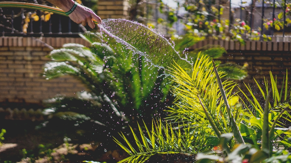 Mano albero acqua erba