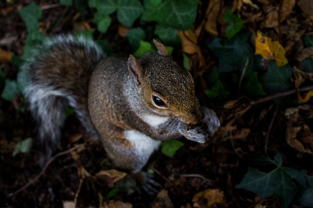 Foto Natura terra animale animali selvatici