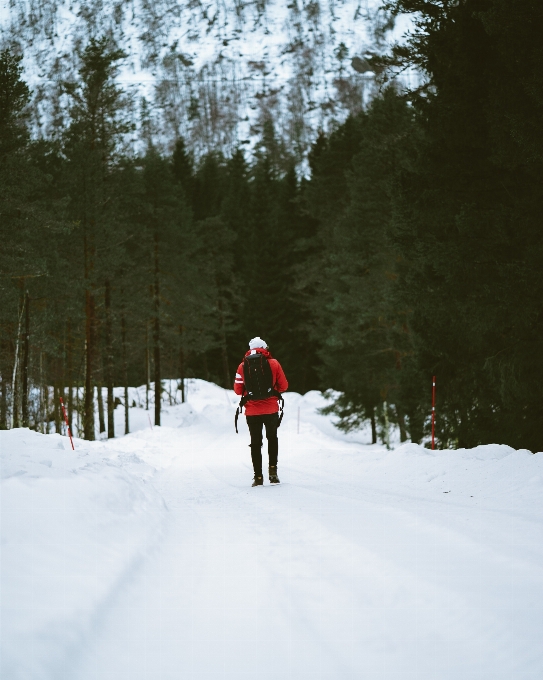 árvore floresta montanha neve