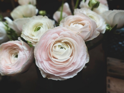 Plant flower petal bouquet Photo