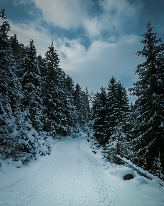 Albero natura foresta montagna