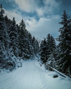 Ağaç doğa orman dağ Fotoğraf