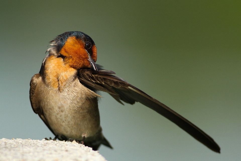 Uccello ala animali selvatici becco