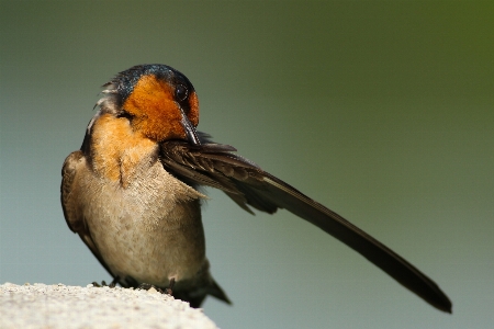 鳥 羽 野生動物 嘴 写真