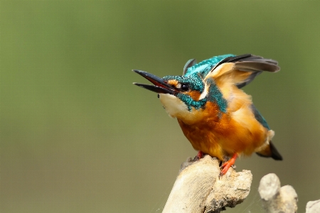 ブランチ 鳥 羽 野生動物 写真