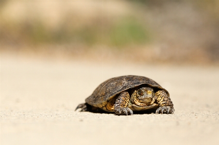 Wildlife turtle sea reptile Photo