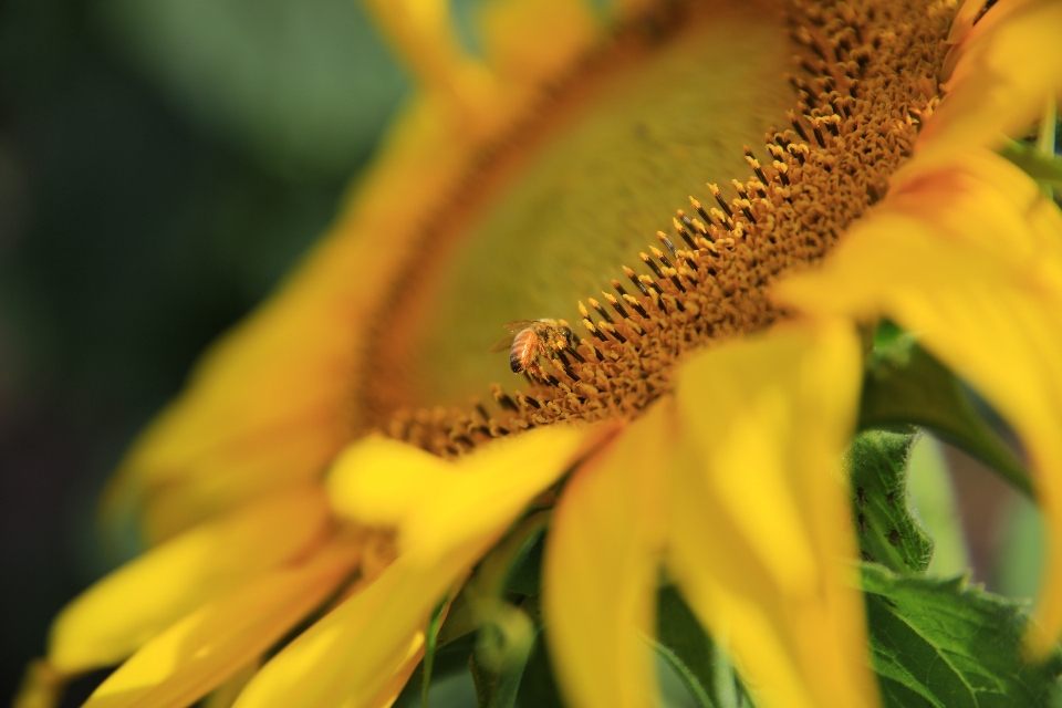 Drzewo natura oddział zakład