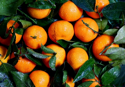 Plant fruit flower orange Photo