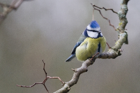 Foto Alam cabang burung sayap