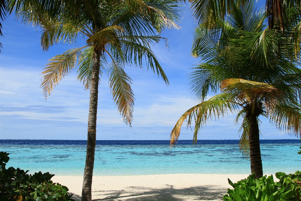 Playa mar costa árbol