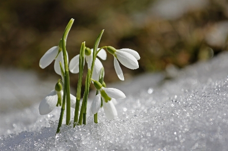 Foto Naturaleza césped rama florecer